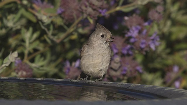 Oak Titmouse - ML440243781