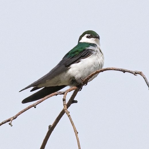 Violet-green Swallow - ML440243801