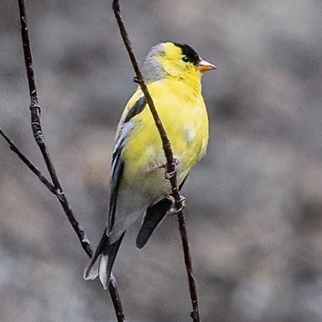 American Goldfinch - ML440243861