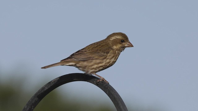 Purple Finch (Western) - ML440244261