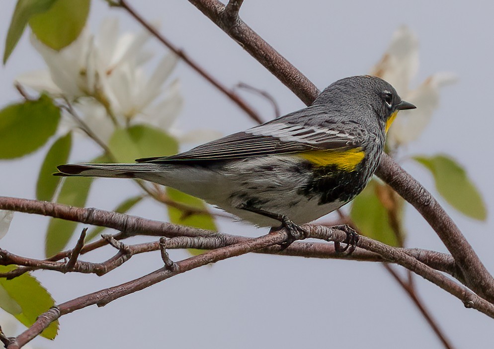 Yellow-rumped Warbler (Audubon's) - ML440244291