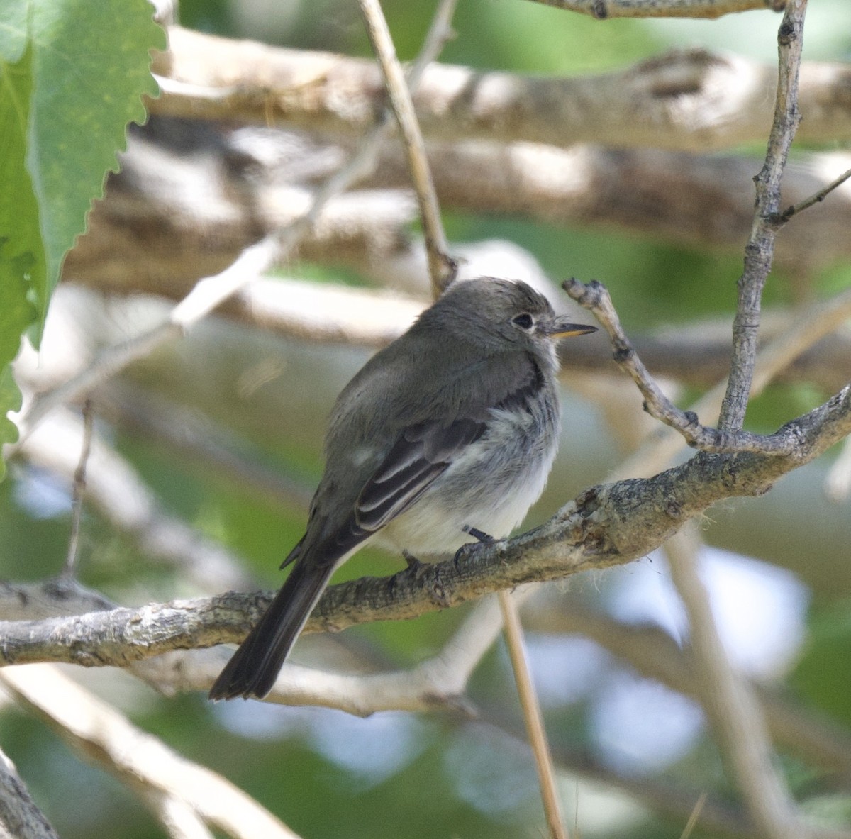 Gray Flycatcher - ML440244531