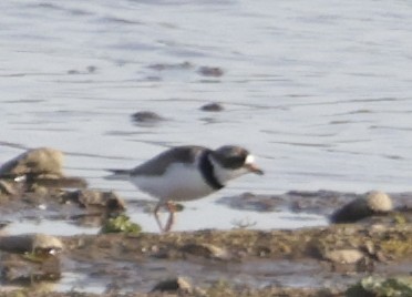 Semipalmated Plover - ML440245071