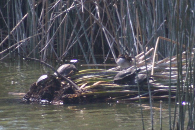 Ringed Teal - ML440245341