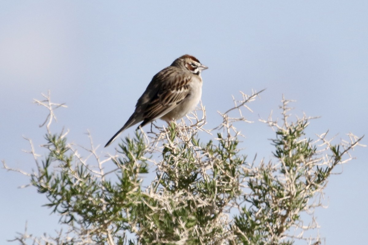 Lark Sparrow - ML440245361