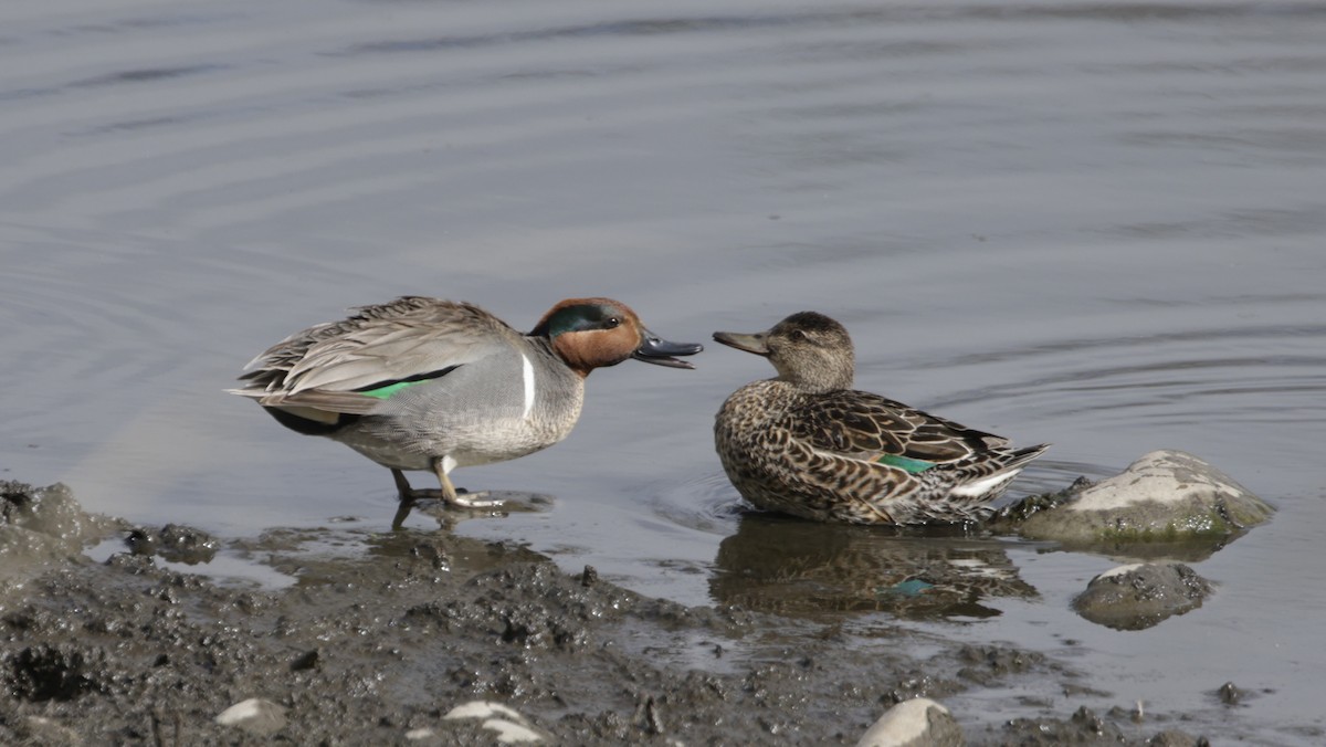 Green-winged Teal - ML440245531