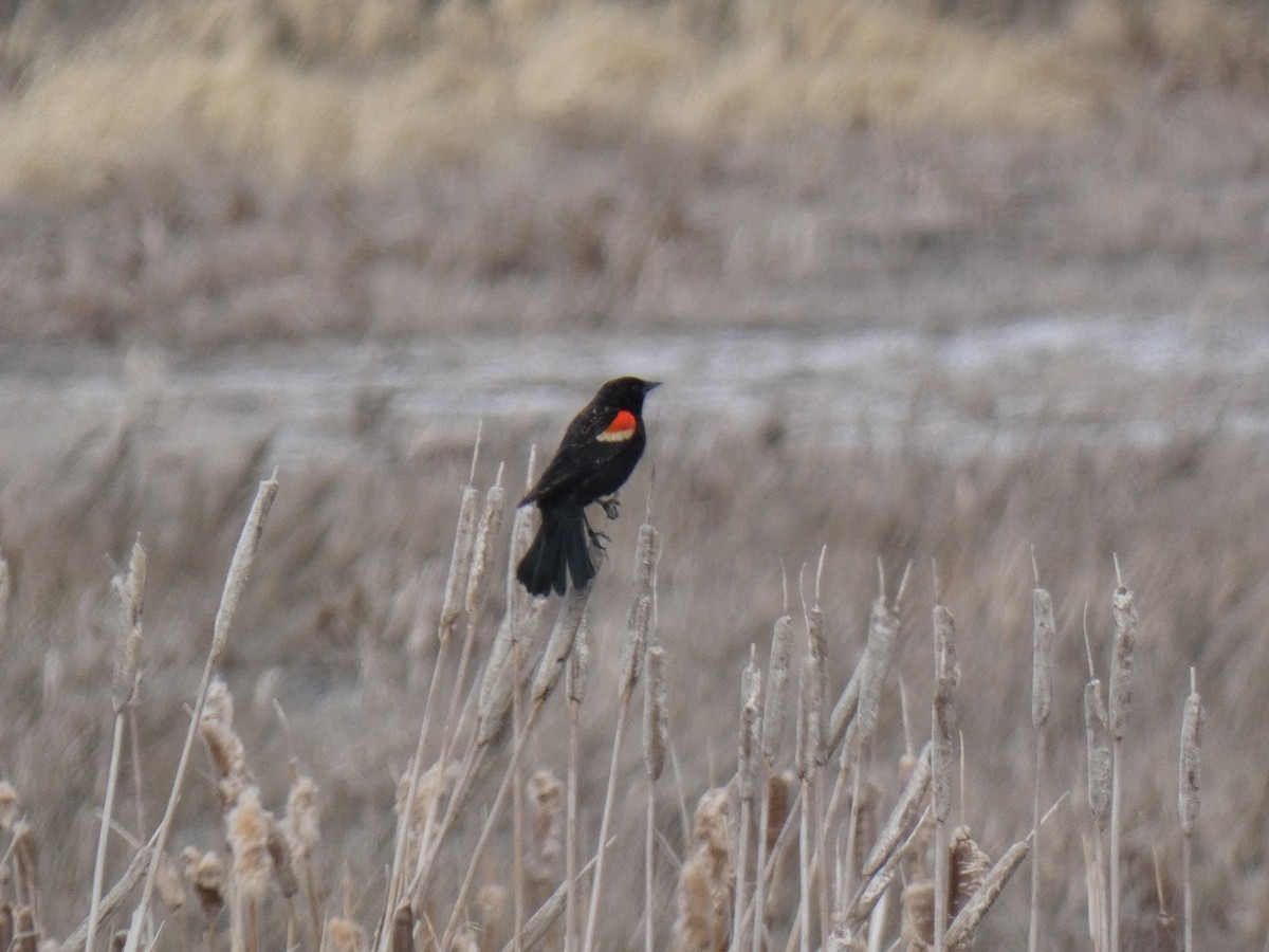 Red-winged Blackbird - ML440245581