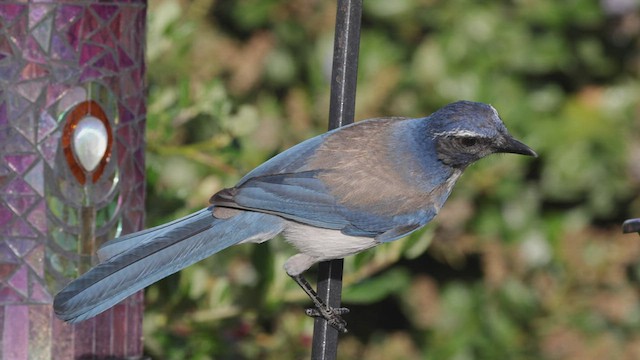 California Scrub-Jay - ML440245931