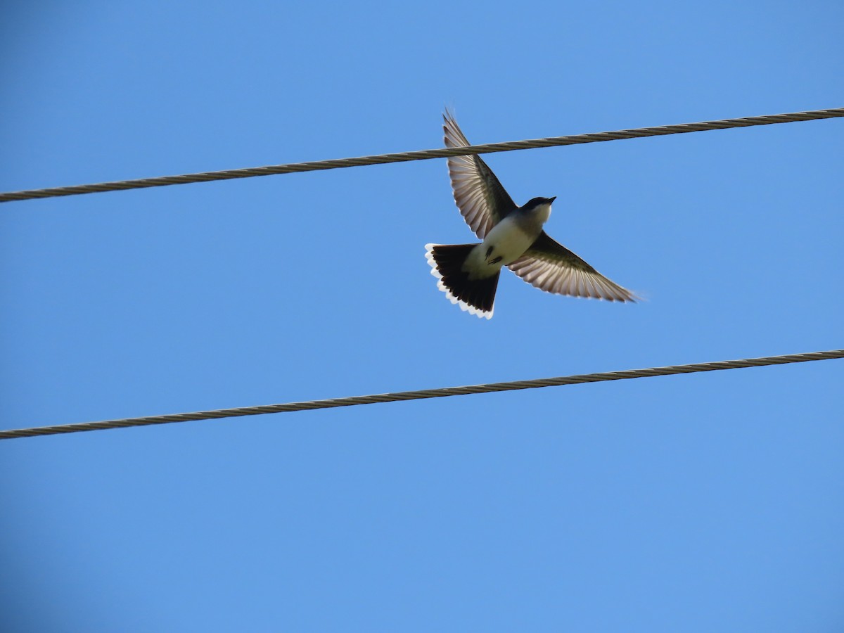 Eastern Kingbird - ML440246691