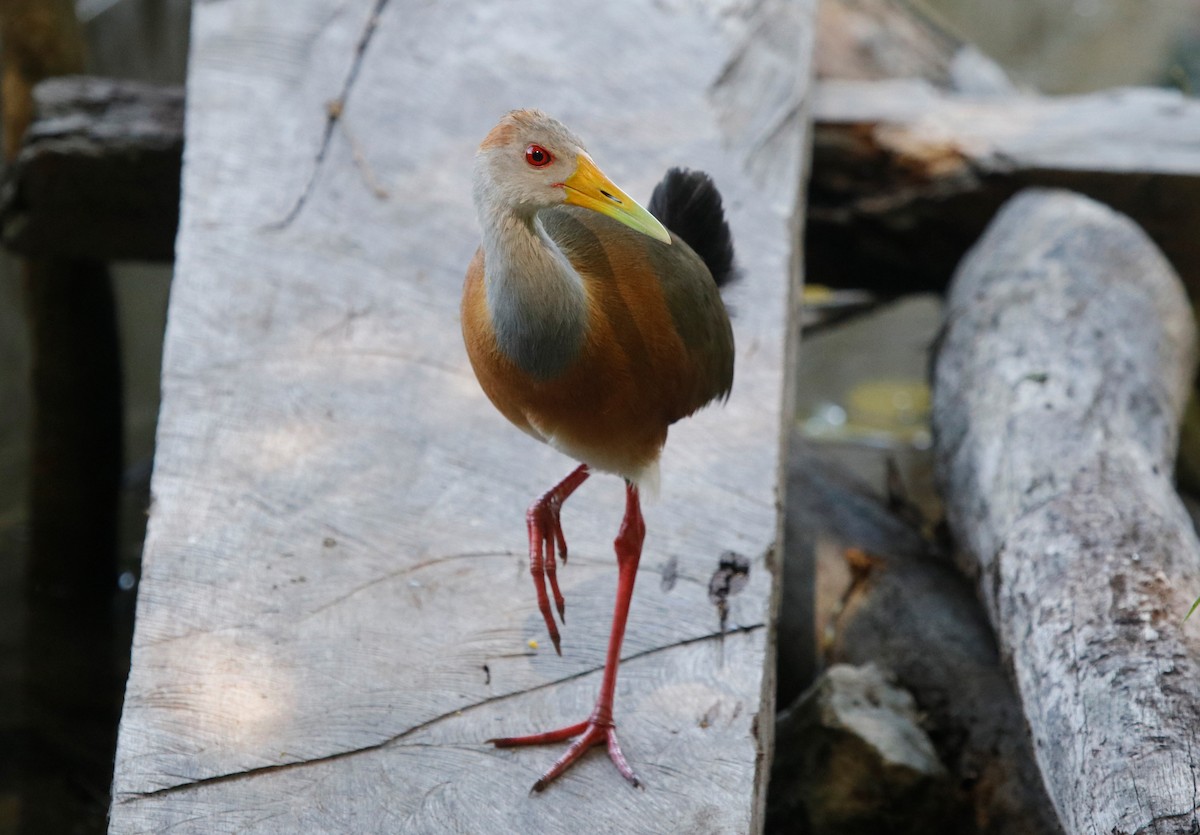 Russet-naped Wood-Rail - ML440248681