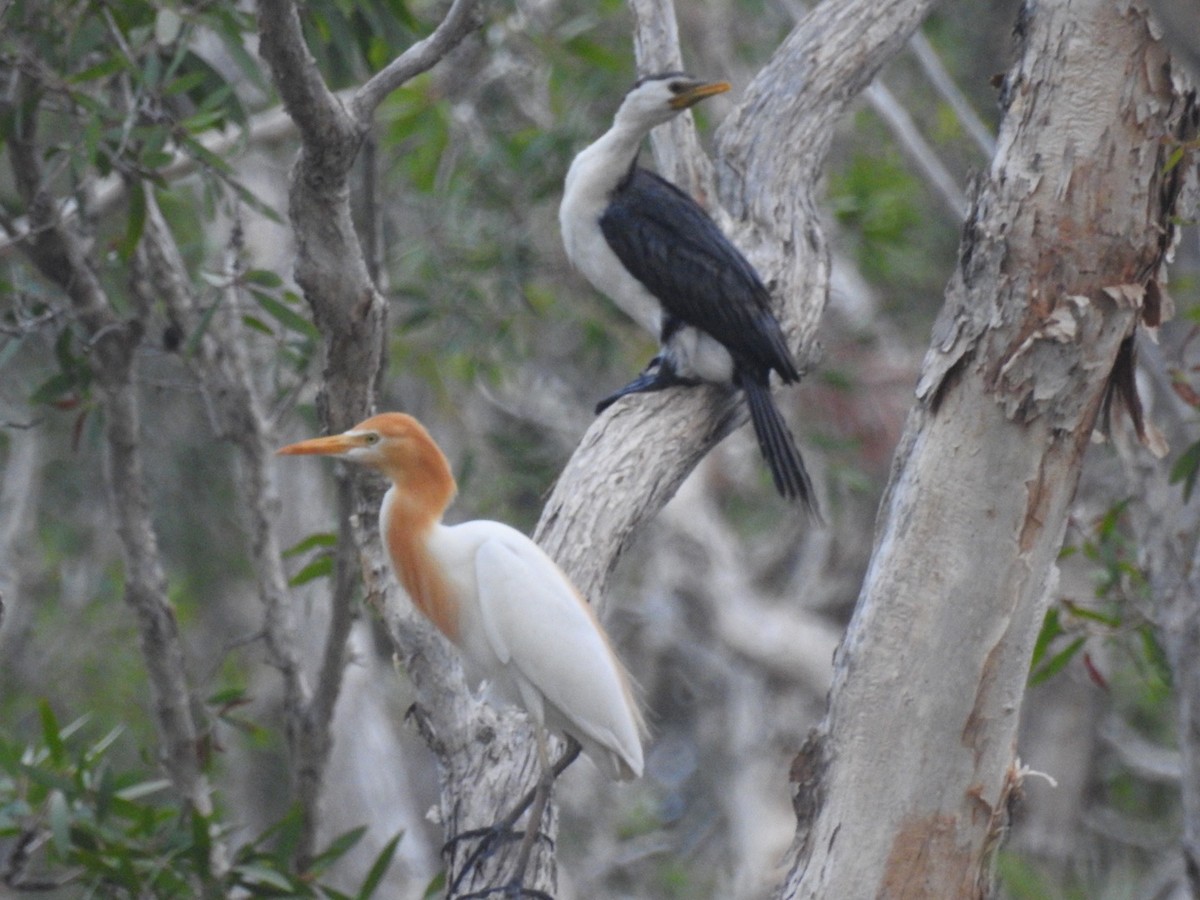 Eastern Cattle Egret - ML44024951