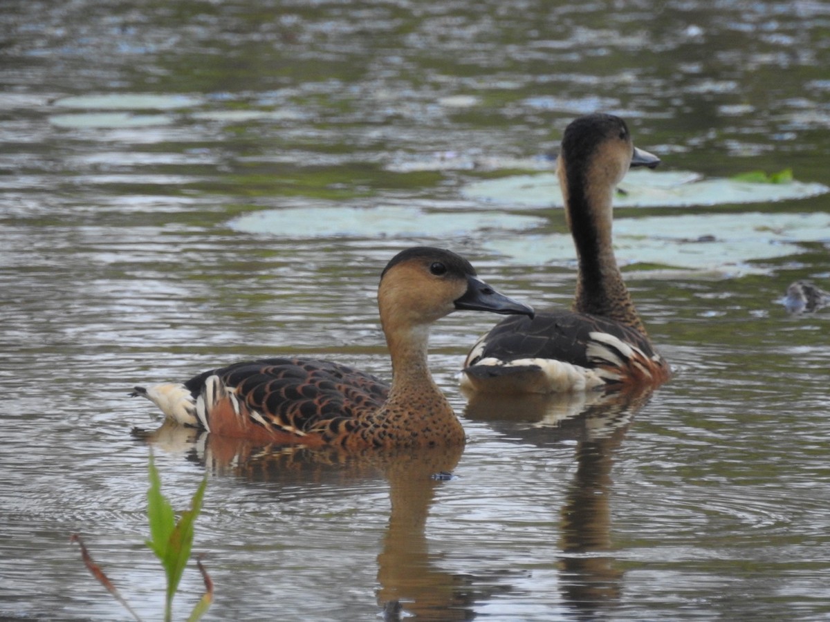 Wandering Whistling-Duck - ML44024961