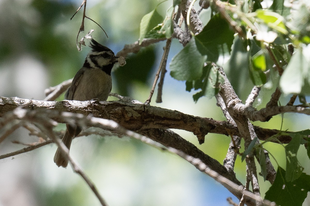 Bridled Titmouse - ML440249911