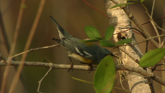 Northern Parula - ML440250