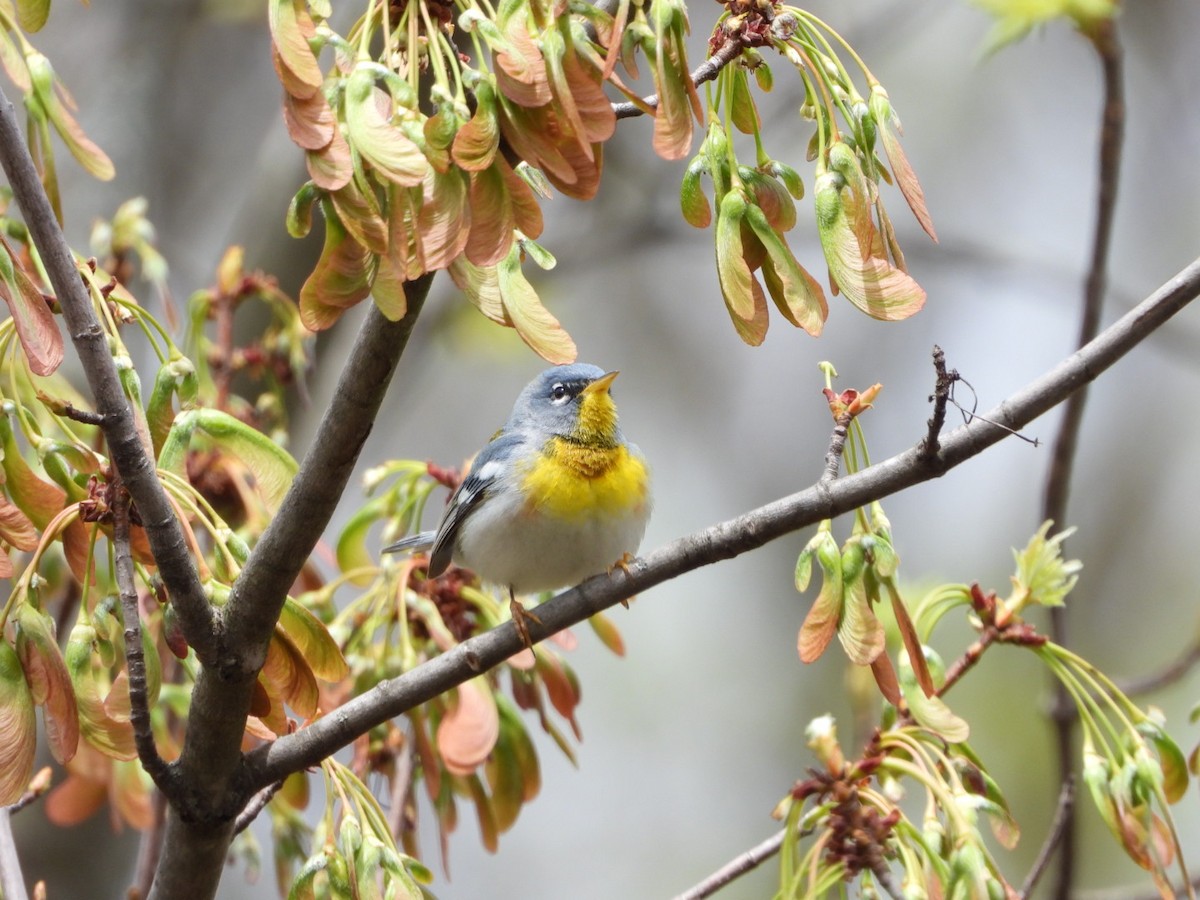 Northern Parula - Alyssa Rod