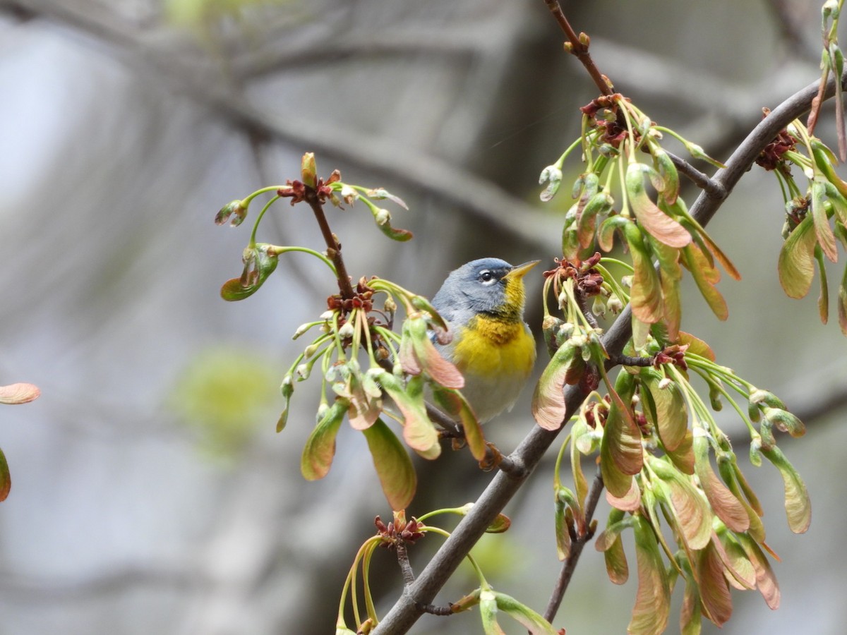 Kuzeyli Parula - ML440250151