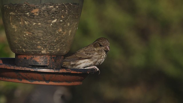 Roselin pourpré (californicus) - ML440251301