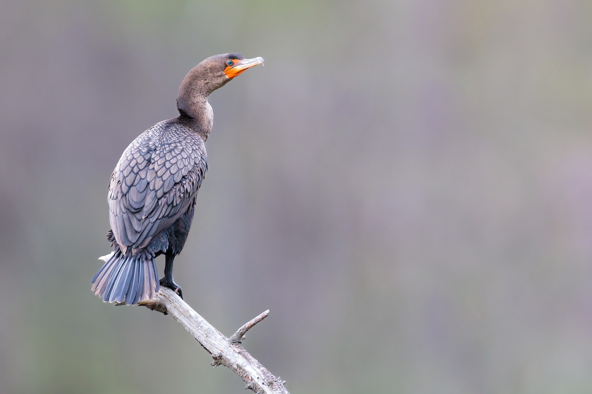 Double-crested Cormorant - ML440251451