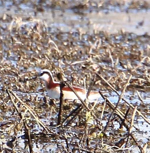 Falaropo Tricolor - ML440252261