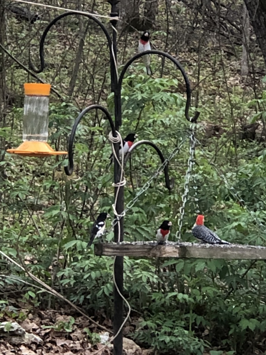 Rose-breasted Grosbeak - ML440252851