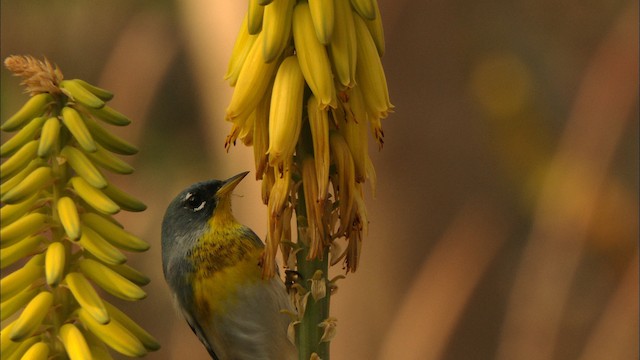 Parula Norteña - ML440253