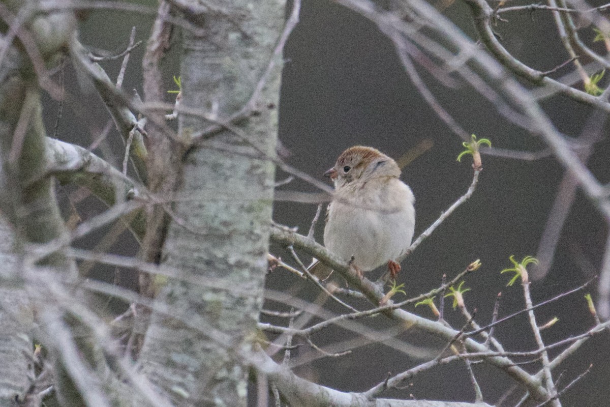 Field Sparrow - ML440253121