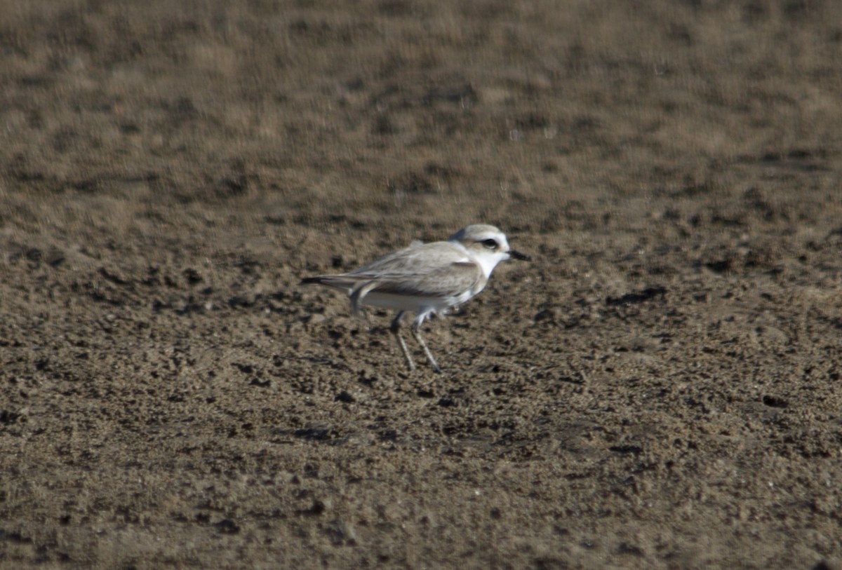 Tibetan Sand-Plover - John Tully