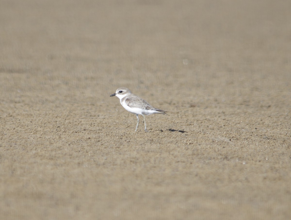 Tibetan Sand-Plover - John Tully