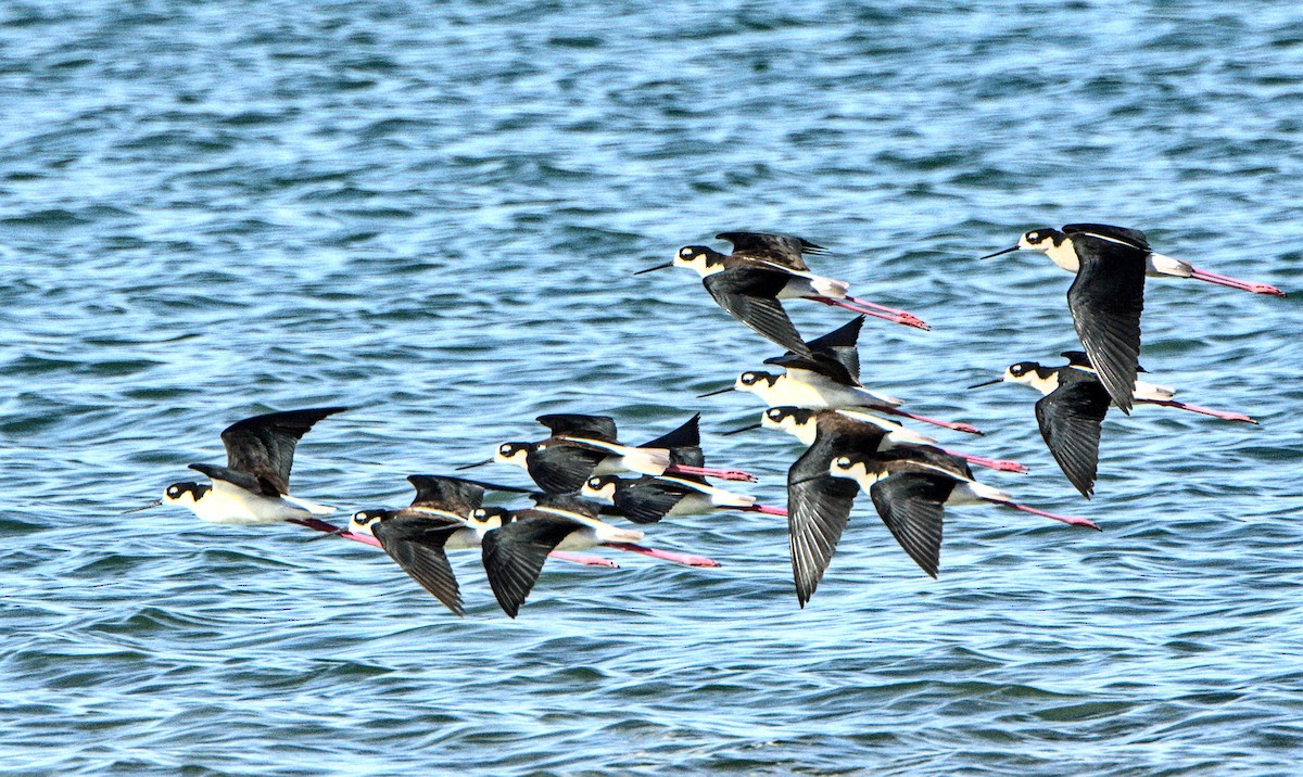 Black-necked Stilt - ML440254961