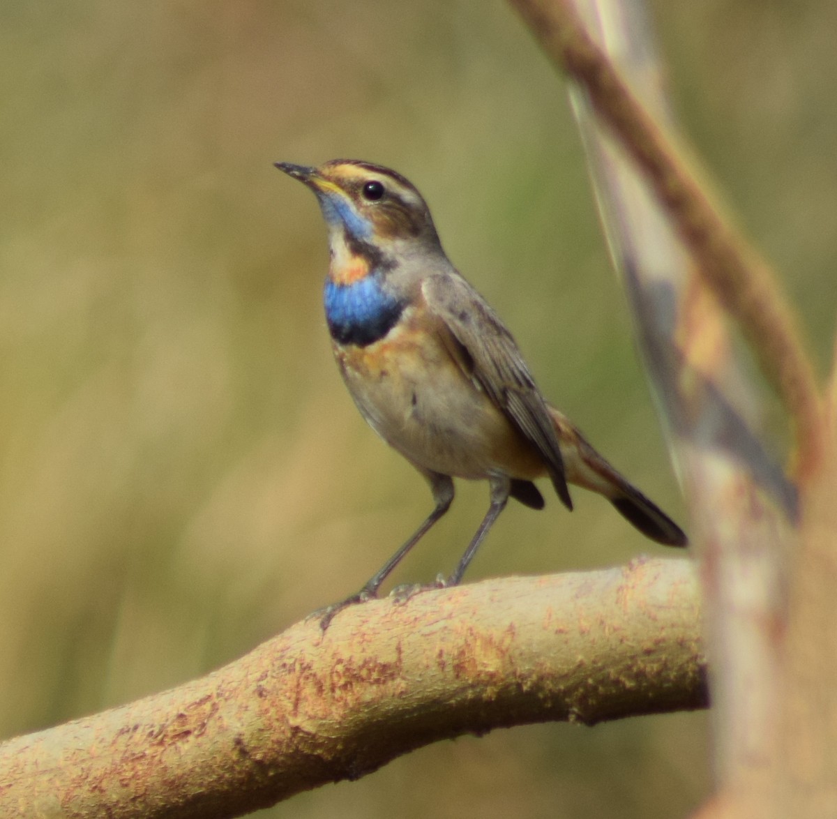 Bluethroat - Sanjiv Khanna