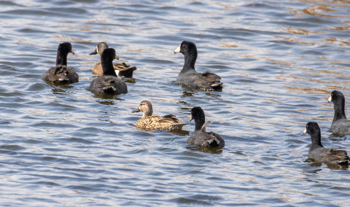 American Coot - ML440258101