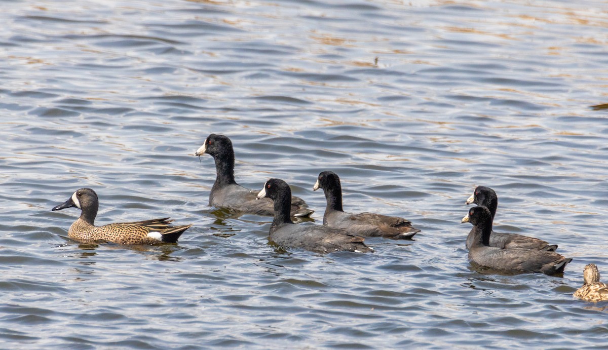 American Coot - ML440258141