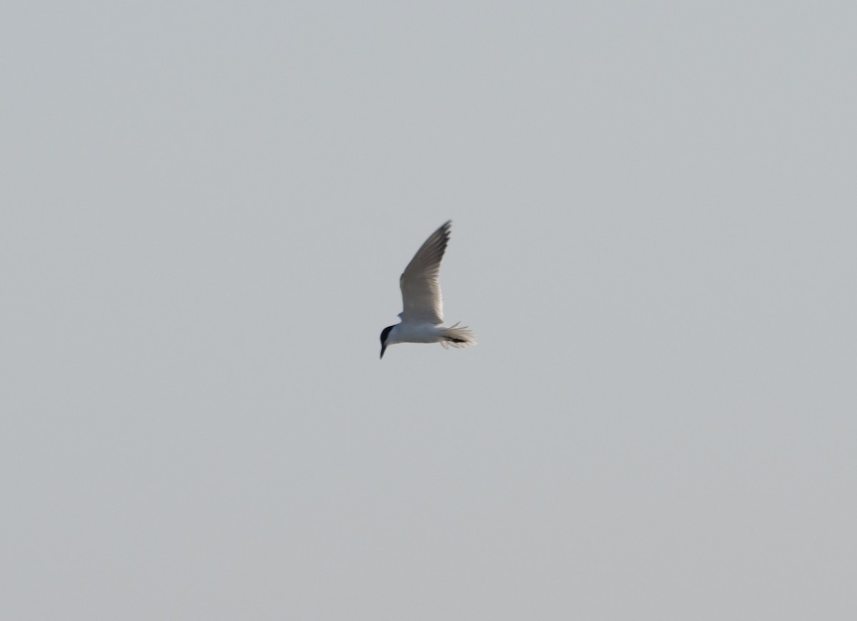 Gull-billed Tern - John Tully
