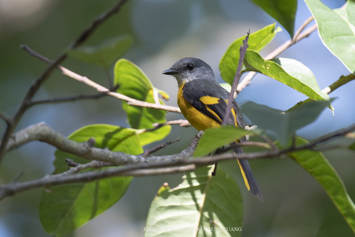 Gray-chinned Minivet (Gray-chinned) - ML440258681