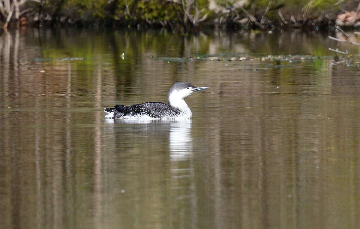 Red-throated Loon - ML440259121
