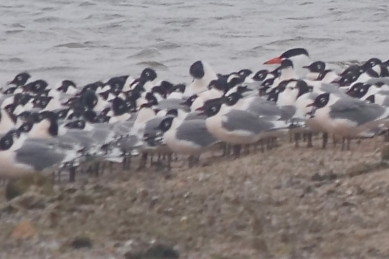 Caspian Tern - ML440259701