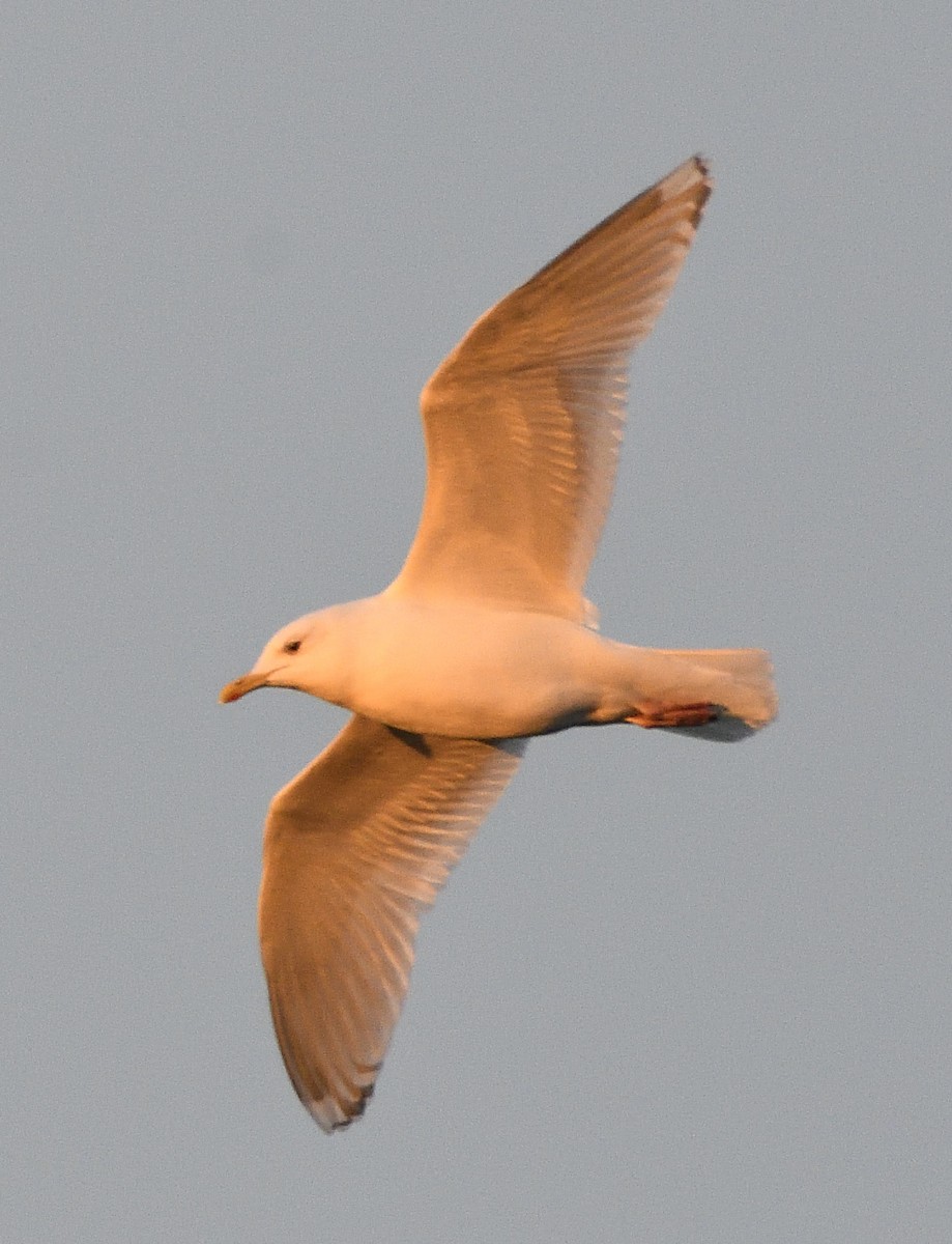 Iceland Gull (Thayer's) - ML44026001