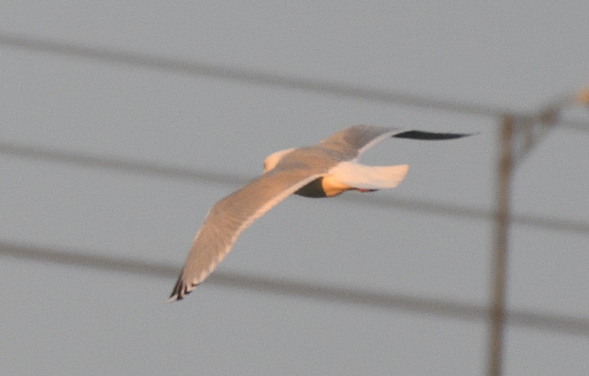 Iceland Gull (Thayer's) - ML44026011