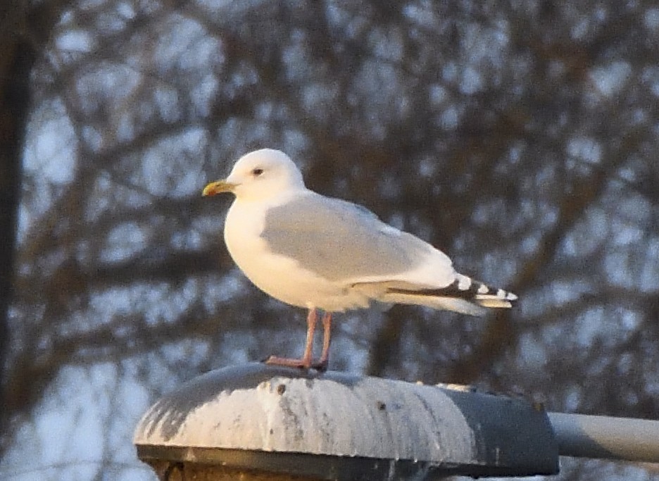 Iceland Gull (Thayer's) - ML44026031