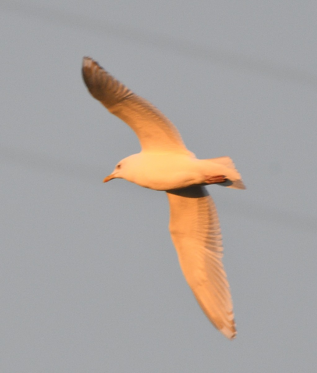 Iceland Gull (Thayer's) - ML44026041