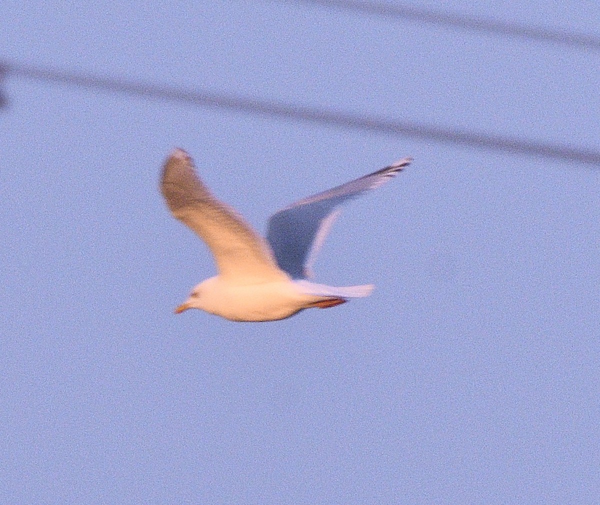 Iceland Gull (Thayer's) - ML44026051