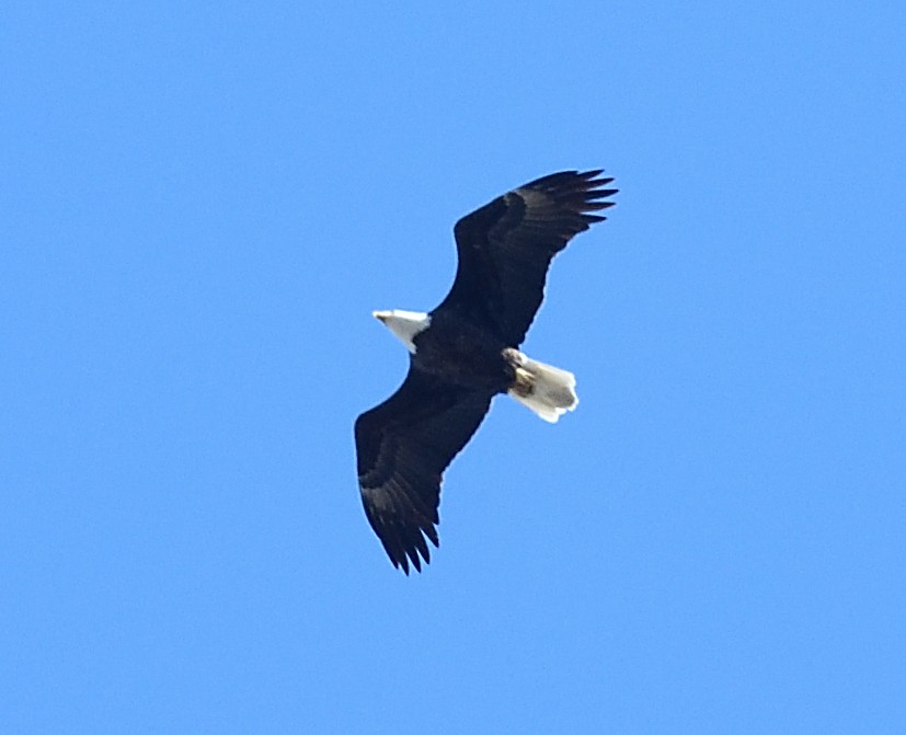 Bald Eagle - ML440260781