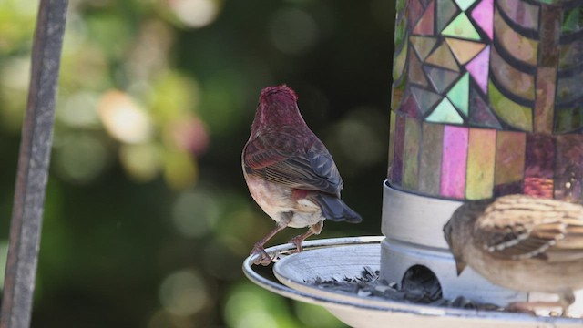 Purple Finch (Western) - ML440261111