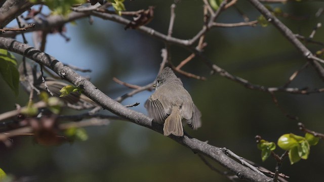 Oak Titmouse - ML440261921