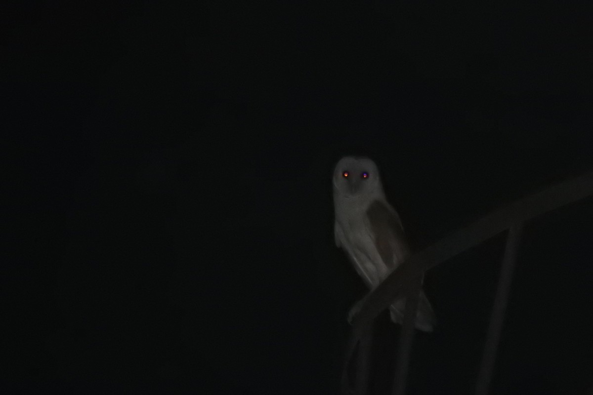 Barn Owl - Keramat Hafezi