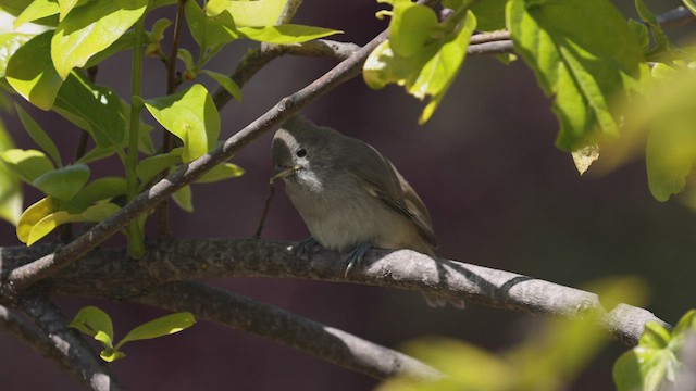 Oak Titmouse - ML440262301