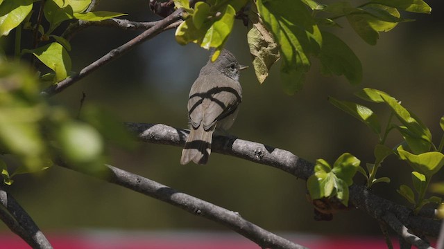 Oak Titmouse - ML440263031