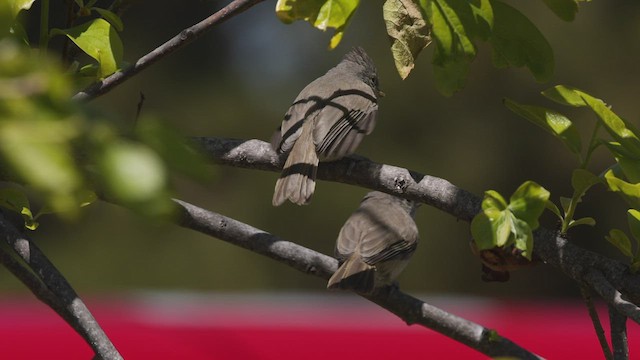 Oak Titmouse - ML440263051