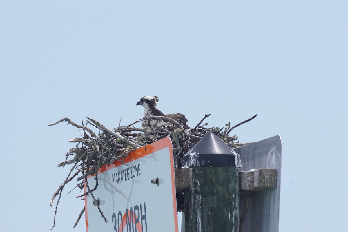 Águila Pescadora - ML440263071