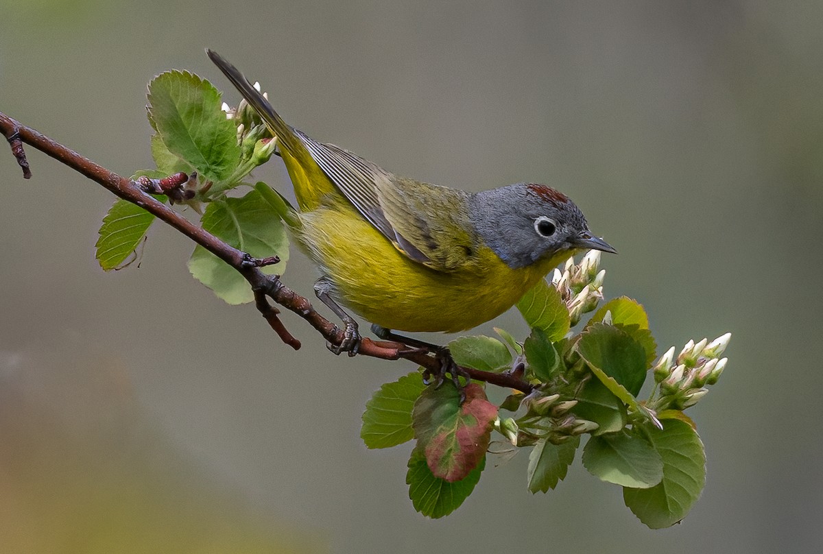 Nashville Warbler - ML440263281